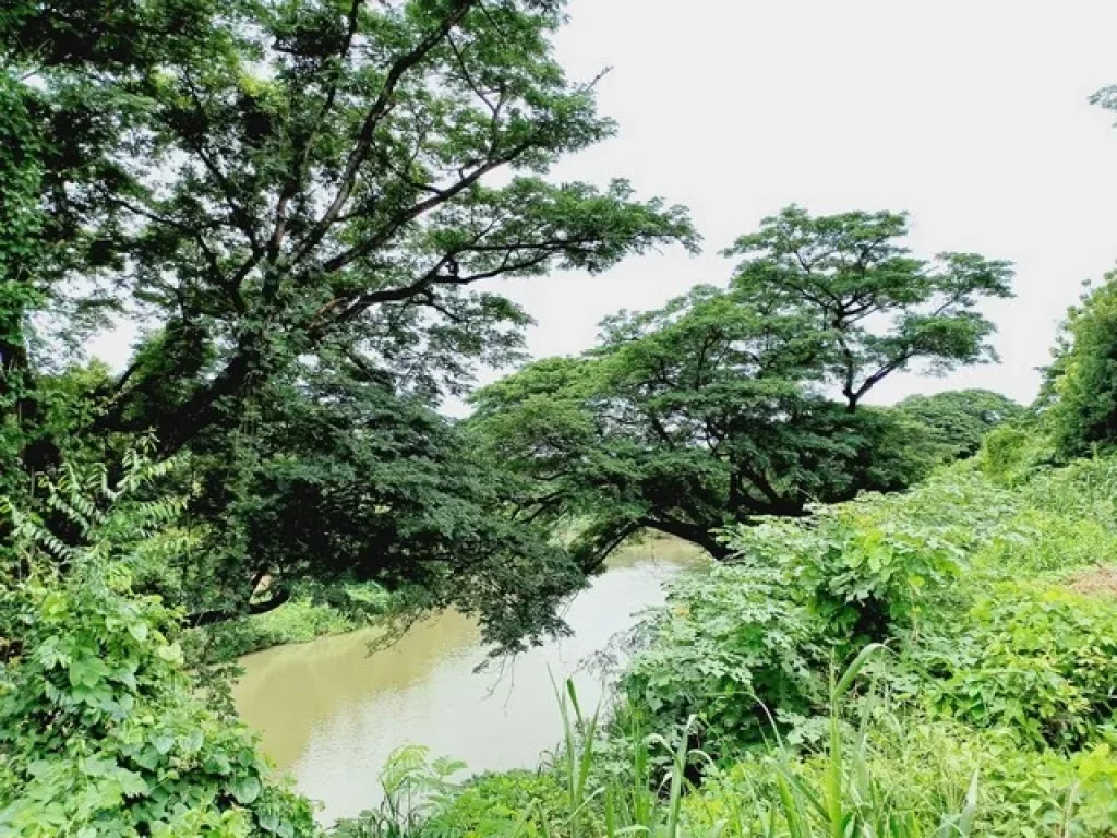 ขายที่ดินติดแม่น้ำป่าสัก แก่งคอย สระบุรี 2 ไร่กว่า บรรยากาศวิวดี เหมาะทำร้านกาแฟ หรือ ทำรีสอร์ท