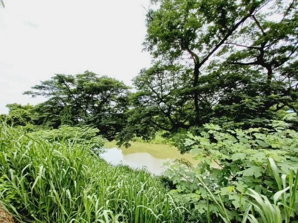 ขายที่ดินติดแม่น้ำป่าสัก แก่งคอย สระบุรี 2 ไร่กว่า บรรยากาศวิวดี เหมาะทำร้านกาแฟ หรือ ทำรีสอร์ท