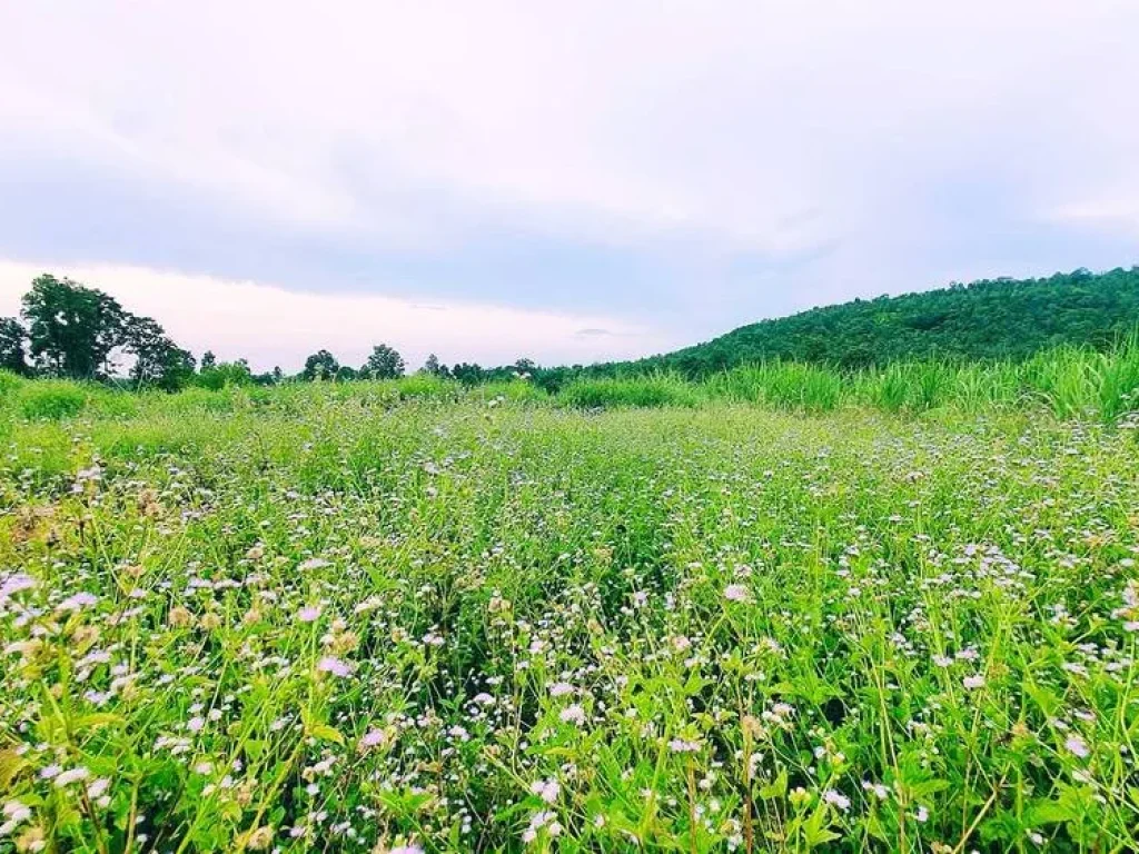 ขายที่ดินติดภูเขากาฬสินธุ์ สหัสขันธ์ ใกล้ภูสิงห์วิวสวยจริงๆ ที่โฉนดหน้ากว้างติดถนนราว308เมตร ใกล้ถนนใหญ่ ไม่ไกลจากตัวเมือง 48 ไร่ราคาแค่7ล้าน หายากมาก