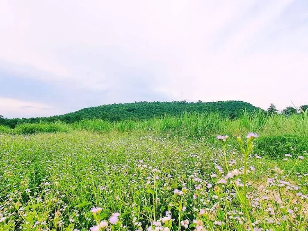 ขายที่ดินติดภูเขากาฬสินธุ์ สหัสขันธ์ ใกล้ภูสิงห์วิวสวยจริงๆ ที่โฉนดหน้ากว้างติดถนนราว308เมตร ใกล้ถนนใหญ่ ไม่ไกลจากตัวเมือง 48 ไร่ราคาแค่7ล้าน หายากมาก