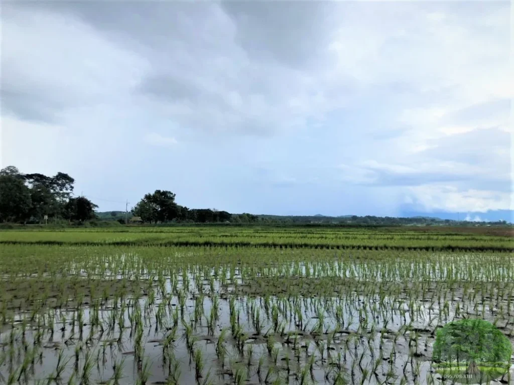 ขายที่ดิน ที่นา ใกล้แม่ขะจาน ใกล้เทศบาลเวียงกาหลง อเวียงป่าเป้า จเชียงราย ทำโคกหนองนา คาเฟ่ ร้านอาหาร บ้านพักต่างอากาศ เกษตรผสมผสาร