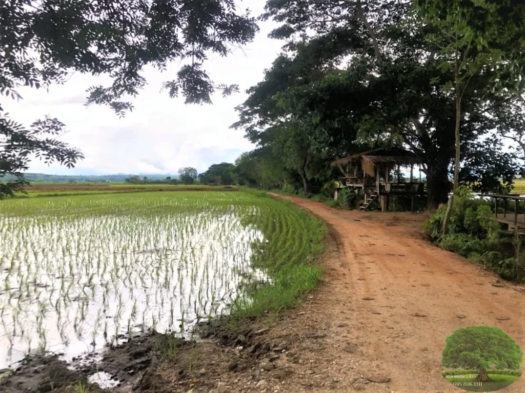 ขายที่ดิน ที่นา ใกล้แม่ขะจาน ใกล้เทศบาลเวียงกาหลง อเวียงป่าเป้า จเชียงราย ทำโคกหนองนา คาเฟ่ ร้านอาหาร บ้านพักต่างอากาศ เกษตรผสมผสาร