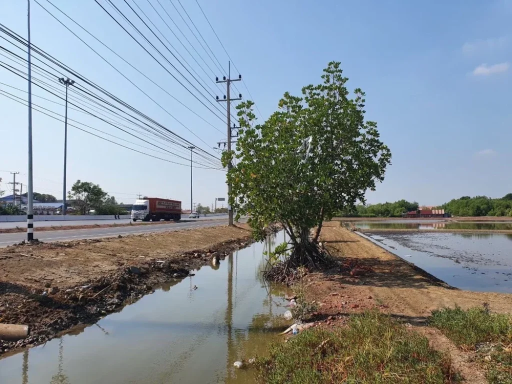 ขายที่ดิน เหมาะสำหรับประกอบอาชีพ บนถนนพระราม 2 อำเภอเมืองสมุทรสงคราม