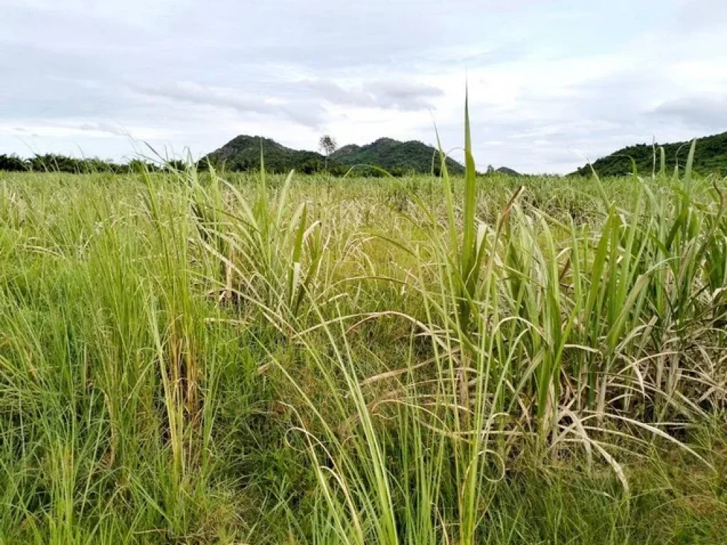 ขายที่ดินติดถนนคอนกรีต ด่านมะขามเตี้ย กาญจนบุรี 97 ไร่ ติดภูเขา เหมาะทำการเกษตร หรือซื้อเก็บไว้ได้