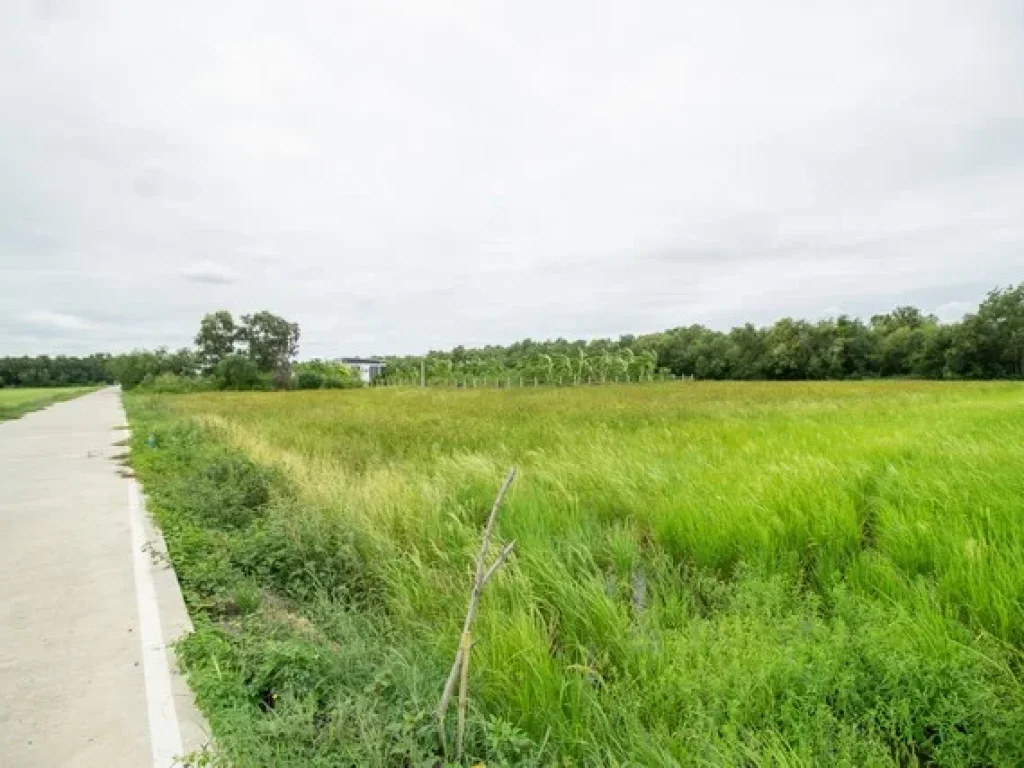 ขาย ที่ดิน คลองสาม คลองหลวง ปทุมธานี ติดถนนคอนกรีต แปลงสวย