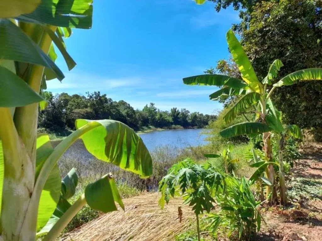 ที่ดินติดแม่น้ำ 3 ไร่กว่า ที่ดินปราจีนบุรี ที่ดินประจันตคาม หมู่บ้านตำบลบ้านหอย 3 ใกล้วัดเกาะแดง ตำบลเกาะลอย