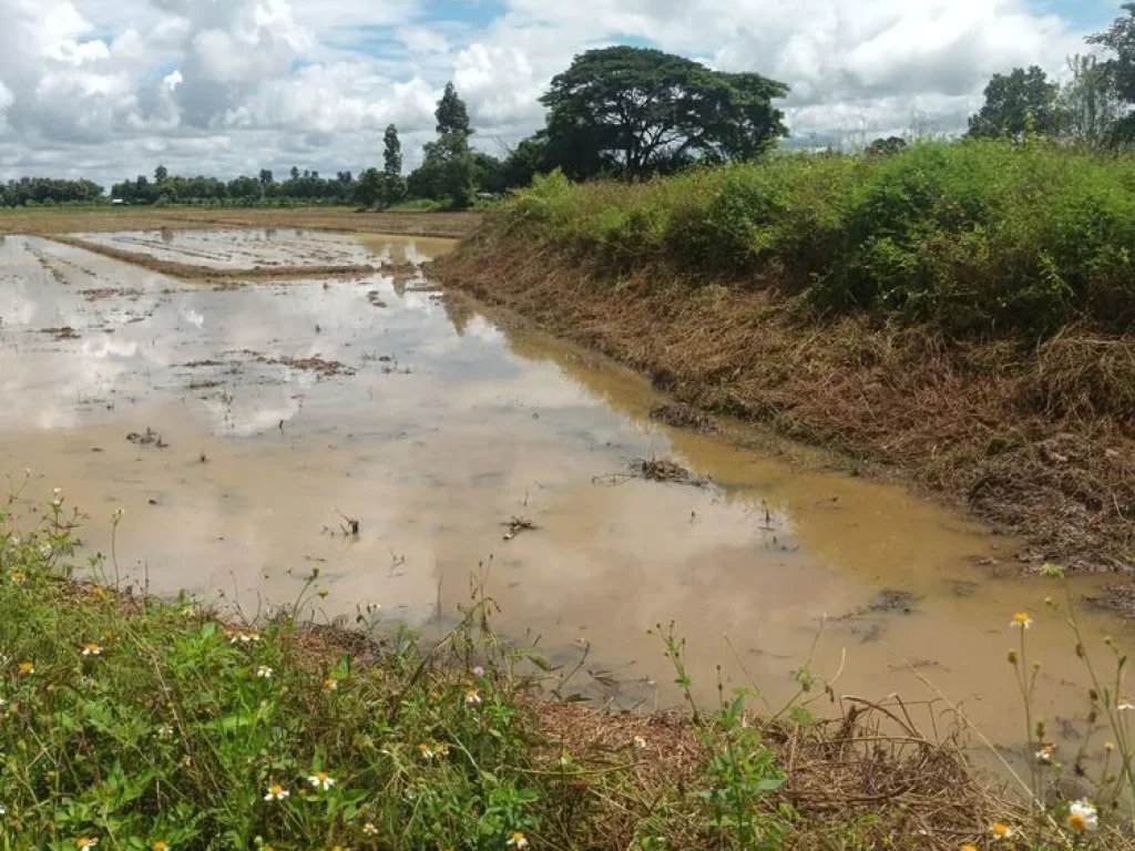 ขายที่ดิน ตำบลสันมะเค็ด อำเภอพาน จังหวัดเชียงราย 