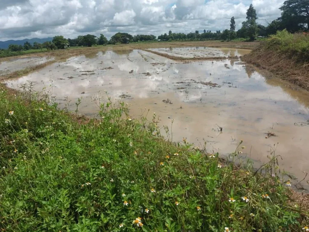 ขายที่ดิน ตำบลสันมะเค็ด อำเภอพาน จังหวัดเชียงราย 