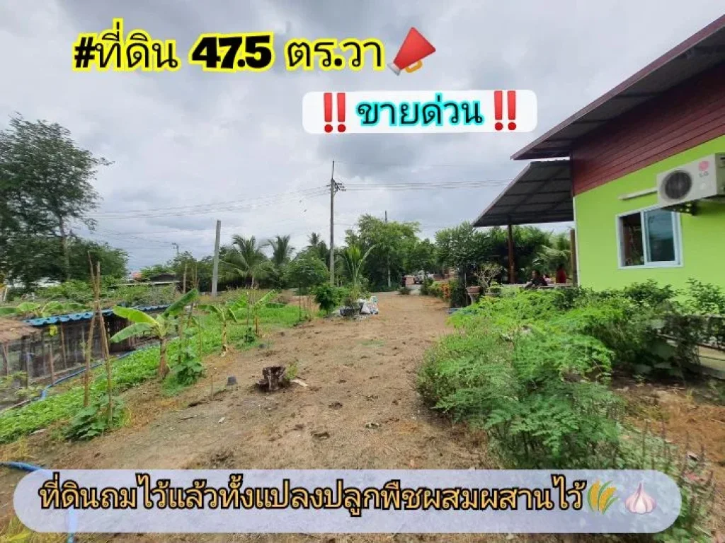 ขายด่วน ที่ดินสร้างบ้านสวน 475 ตาราง ซอย ปลากระเบน ตขุนศรี อไทรน้อย