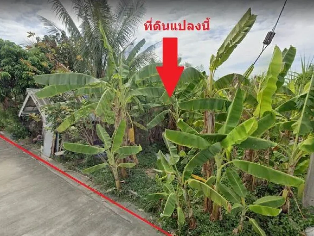 ขายที่ดิน 145 ตรว บางขุนเทียน แสมดำ อยู่ในซอยบางกระดี่ 1 ใกล้ ถนนพระราม 2 เซ็นทรัล พระราม 2 กาญจนาภิเษก