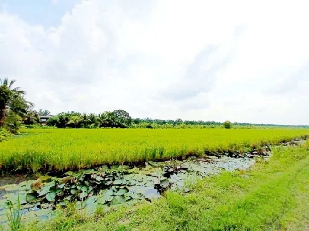 ขายที่ดินติดถนนเรียบคลอง 11 หนองเสือ 100ไร่ เหมาะทำจัดสรรที่ดิน ทำโครงการบ้านสวน ทำการเกษตร