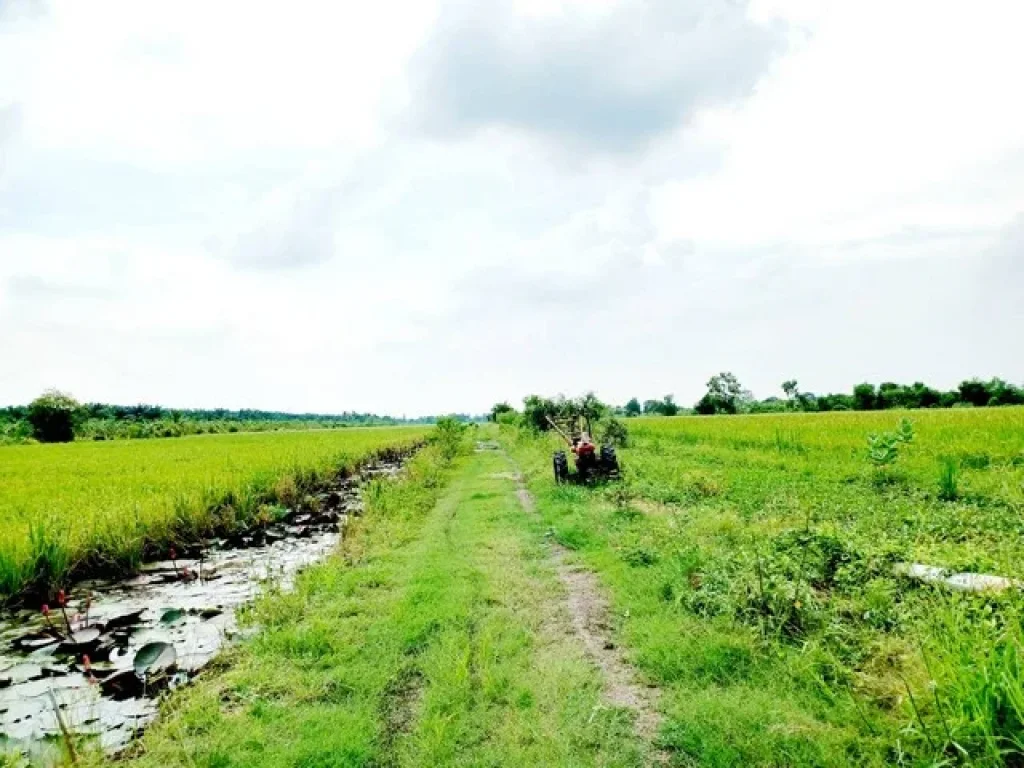 ขายที่ดินติดถนนเรียบคลอง 11 หนองเสือ 100ไร่ เหมาะทำจัดสรรที่ดิน ทำโครงการบ้านสวน ทำการเกษตร