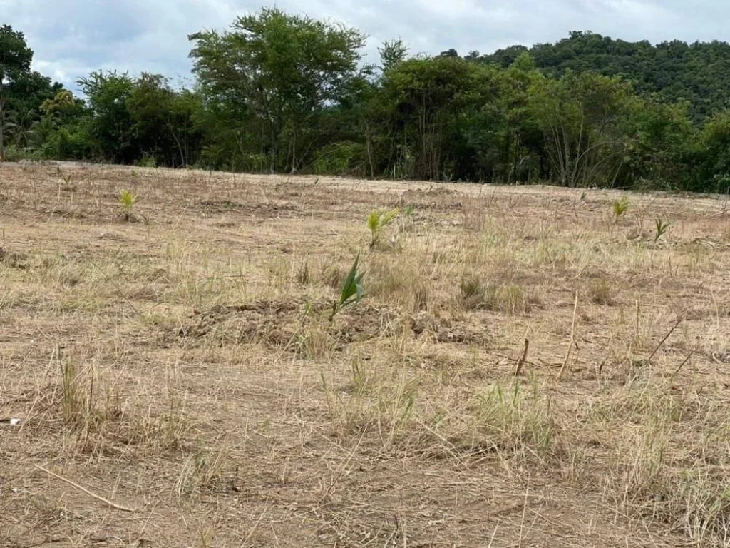 ขายด่วนที่ดินหัวหิน จังหวัดประจวบคีรีขันธ์ ถมเรียบร้อย