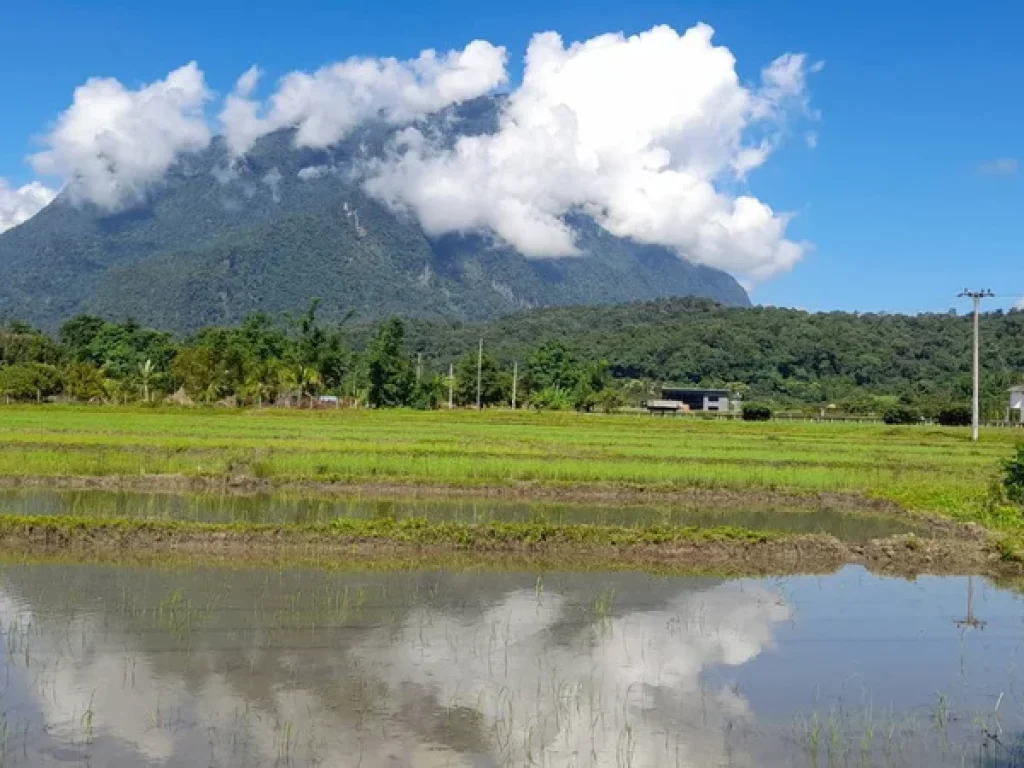 ขายที่นาเชียงดาววิวสวย100 วิวดอยหลวง ดองนาง ชัดมากเลยคะ ที่ดินมี 9ไร่ 2งาน 21วา