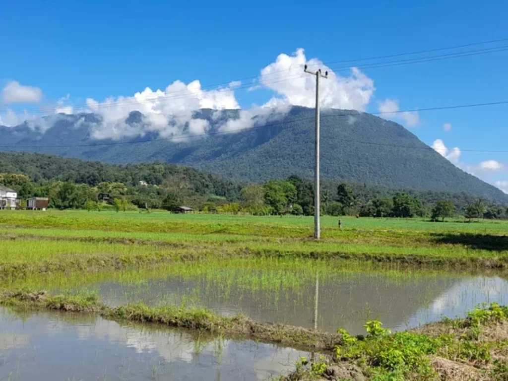 ขายที่นาเชียงดาววิวสวย100 วิวดอยหลวง ดองนาง ชัดมากเลยคะ ที่ดินมี 9ไร่ 2งาน 21วา