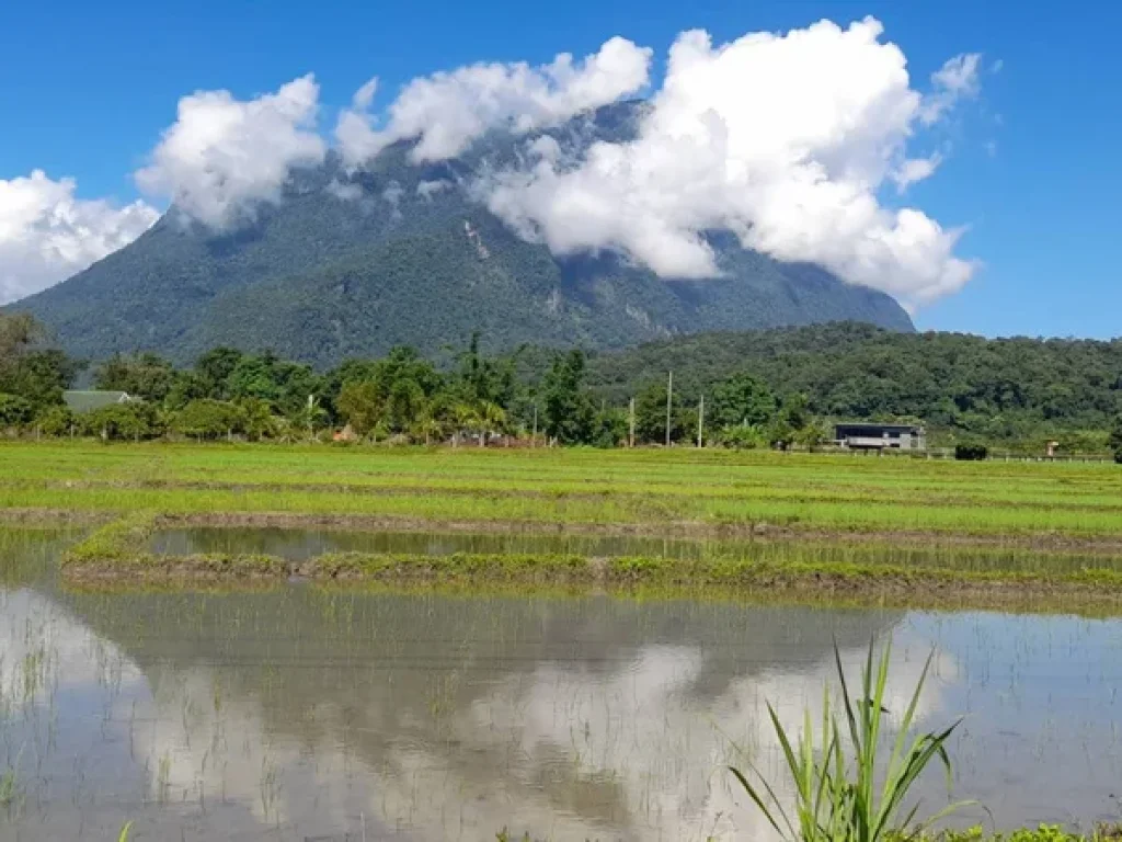 ขายที่นาเชียงดาววิวสวย100 วิวดอยหลวง ดองนาง ชัดมากเลยคะ ที่ดินมี 9ไร่ 2งาน 21วา