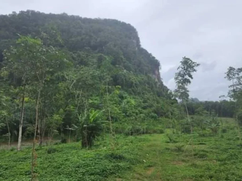 ขายที่ดินทำเลสวย บรรยากาศดี 19 ไร่ อำเภอเมือง กระบี่