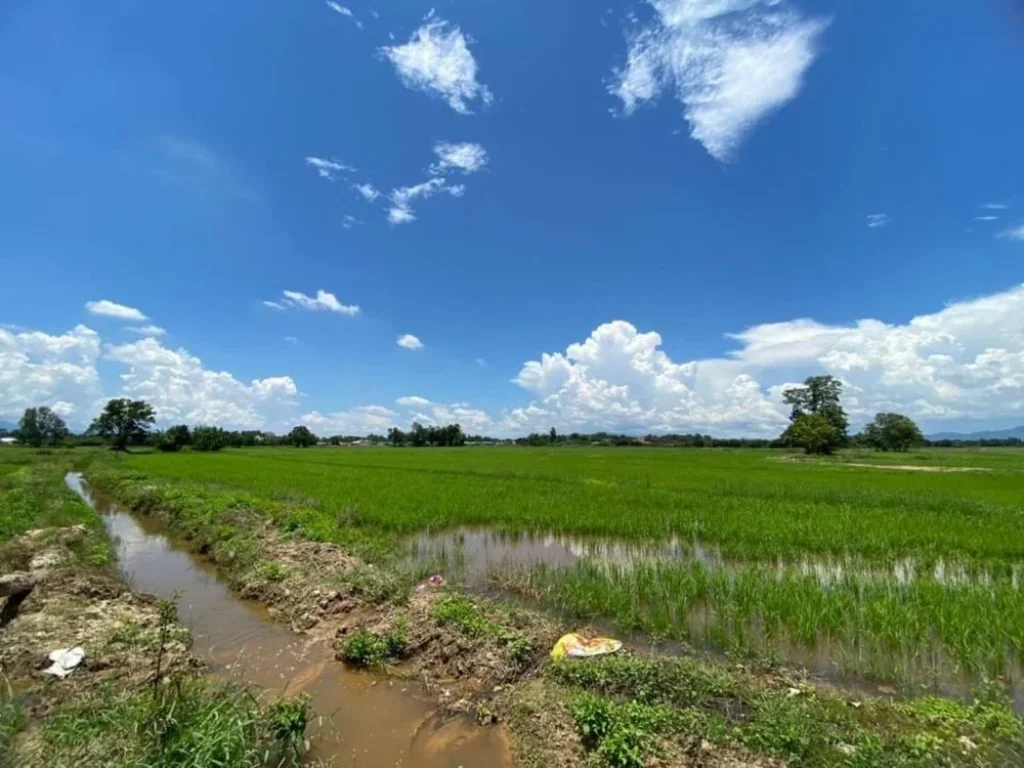 ที่สวนล้อมรอบด้วยทุ่งนา ลำธารและขุนเขา เชียงใหม่ บ้าน ป่าสักหลวง ตำบล สำราญราษฎร์ อำเภอ ดอยสะเก็ด จังหวัด เชียงใหม่