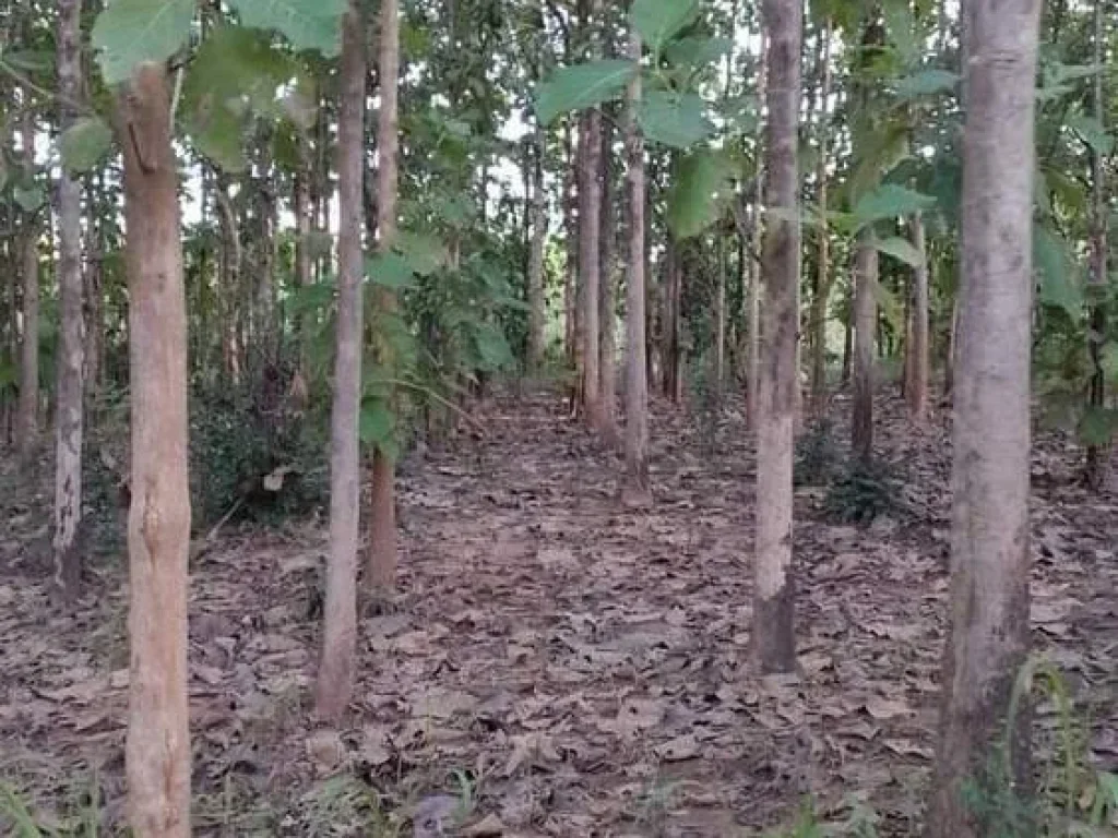 ที่ดินพร้อมสวนสัก ติดถนนลาดยาง ใกล้ชุมชน ราคาถูก อน้ำปาด อุตรดิตถ์