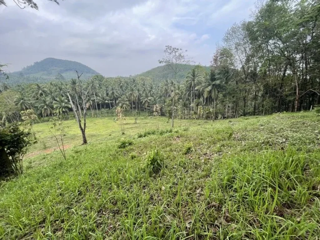 ขายที่ดิน ทำเลดี ติดทะเล บรรยากาศสบาย อำเภอสวี จังหวัดชุมพร เจ้าของขายเอง