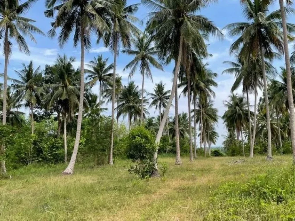 ขายที่ดิน ทำเลดี ที่ดินติดทะเล ลมเย็น โปร่งสบาย อบางสะพาน จประจวบศิริขันธ์