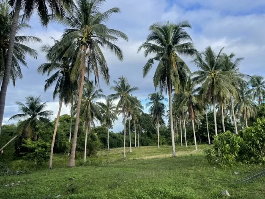 ขายที่ดิน ทำเลดี ที่ดินติดทะเล ลมเย็น โปร่งสบาย อบางสะพาน จประจวบศิริขันธ์