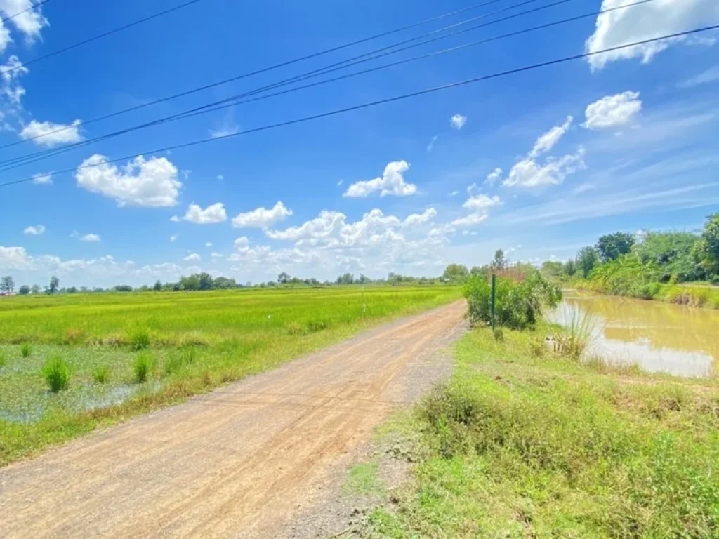 ขายที่ดินจังหวัดบุรรัมย์ ด้านหน้าติดทางหลวงชนบท บร3021ด้านข้างที่ดินมีถนน หินคลุก