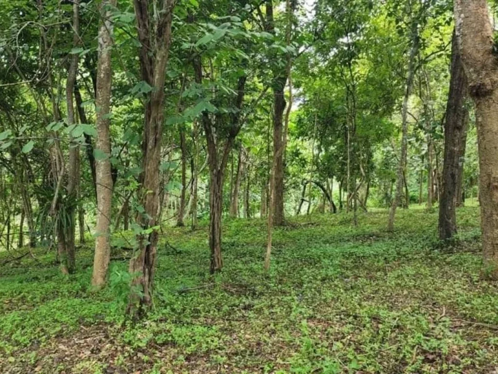 ขายที่ดิน 3 ไร่ บรรยากาศธรรมชาติ ตแม่แรม อแม่ริม เชียงใหม่