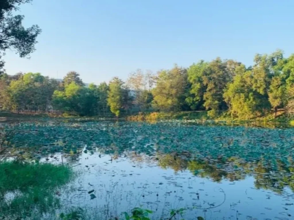 ที่ดิน สวย เหมาะสร้างบ้านด้านหน้าเป็นหนองน้ำ ด้านหลังเป็นทุ่งนา เงียบสงบ น้ำ ไฟ พร้อม