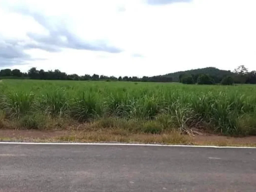 ที่ดินเปล่าแปลงสวย ติดถนนลาดยาง มีไฟฟ้า และแหล่งน้ำ อศรีนคร สุโขทัย