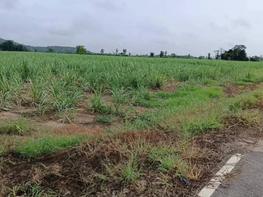 ที่ดินเปล่าแปลงสวย ติดถนนลาดยาง มีไฟฟ้า และแหล่งน้ำ อศรีนคร สุโขทัย