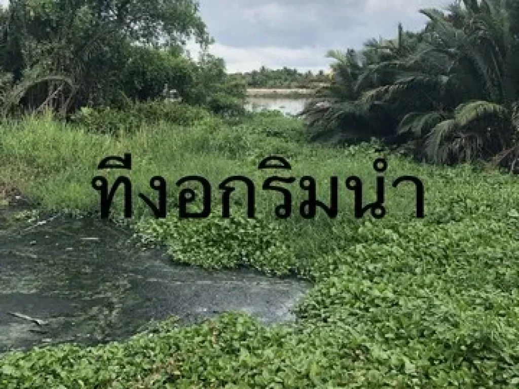 ขาย ที่ดิน ติดแม่น้ำท่าจีน ฝั่งแหลมดินงอก กระทุ่มแบน สมุทรสาคร เจ้าของขายเอง