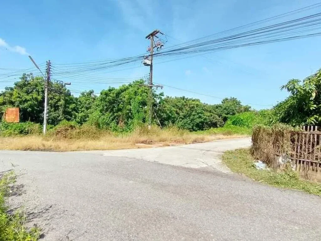 ขายที่สวนลำใยบ้านส้มปล่อยมะขุนหวานสันป่าตองติดถนนสองด้าน