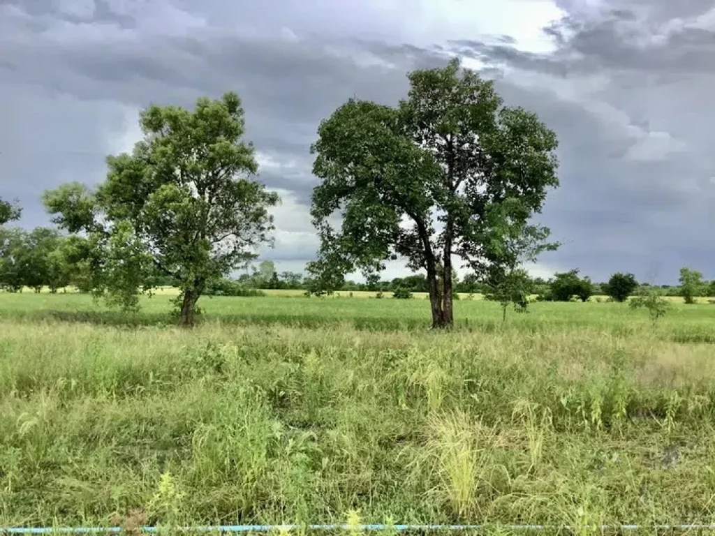 ขายที่ดิน ติดถนนใหญ่ ทำเลดี เส้นปราจีน-บ้านสร้าง ติดถนน 4 เลน