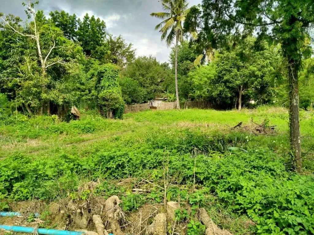 ขายที่ดินติดถนนลาดยางบ้านสหกรณ์ 5 แม่ออน สันกำแพงราคาถูก