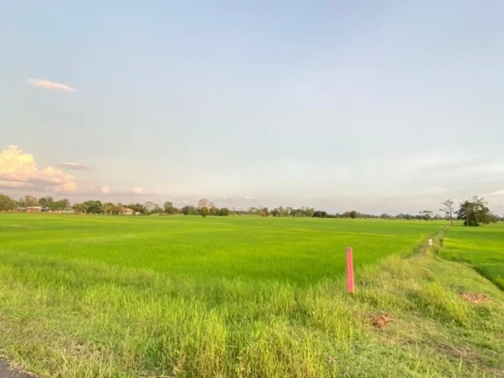 ขายที่ดิน 50ไร่ บ้านแสลงพัน ที่ดินสวยทำเลดีติดถนน จังหวัดบุรีรัมย์