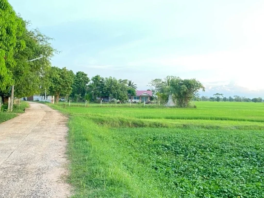 ขายที่ดิน 50ไร่ บ้านแสลงพัน ที่ดินสวยทำเลดีติดถนน จังหวัดบุรีรัมย์