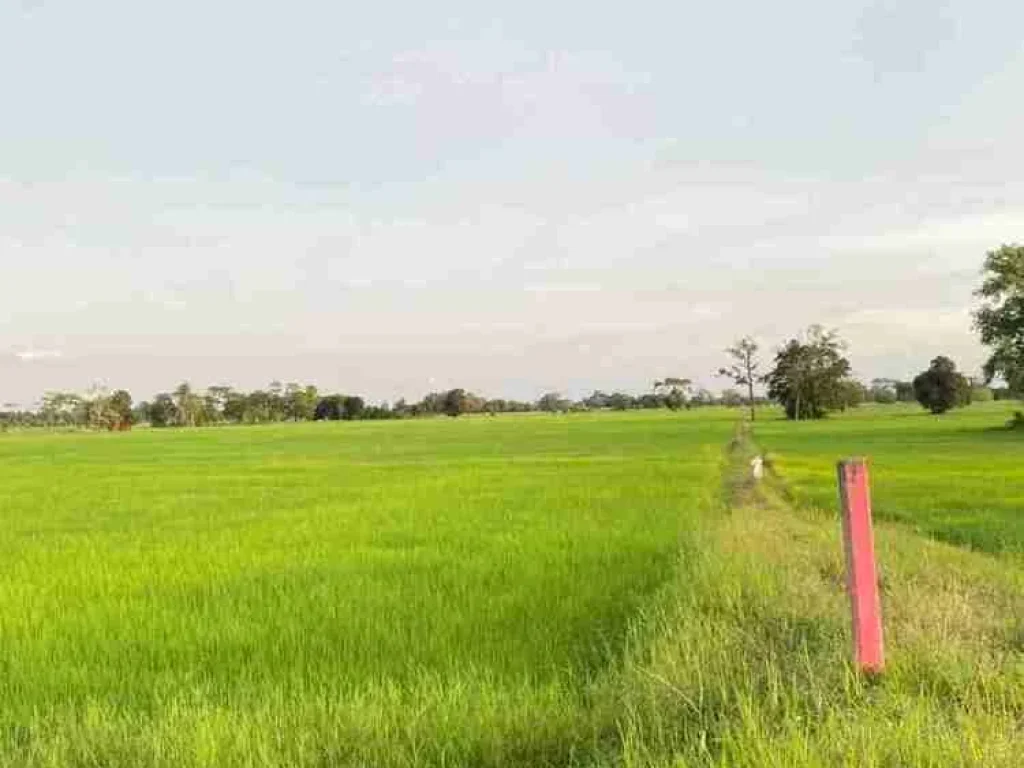 ขายที่ดิน 50ไร่ บ้านแสลงพัน ที่ดินสวยทำเลดีติดถนน จังหวัดบุรีรัมย์