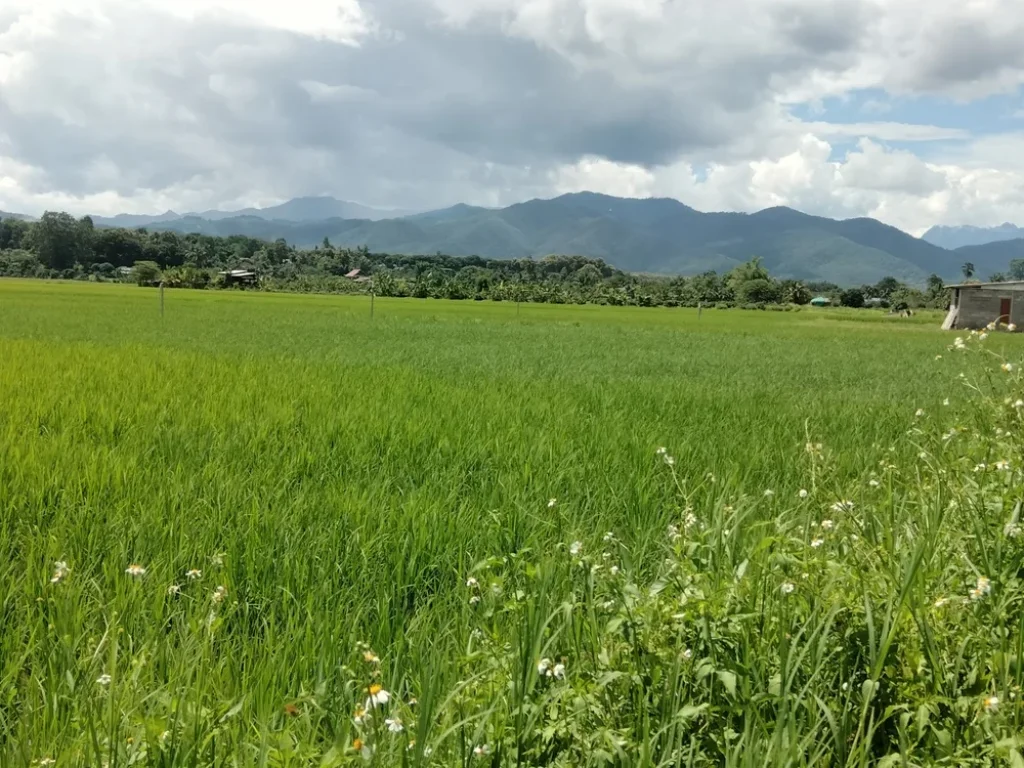 ทุ่งนา วิวดอยวิวสวย ที่แม่แตง เชียงใหม่ ที่ดินดีดี วิวชัดๆ ในชุมชนบ้านป่าจี่ ที่นาใกล้ตลาด หมู่บ้านคนเมืองแถวๆเทศบาลเมืองแกน อแม่แตง