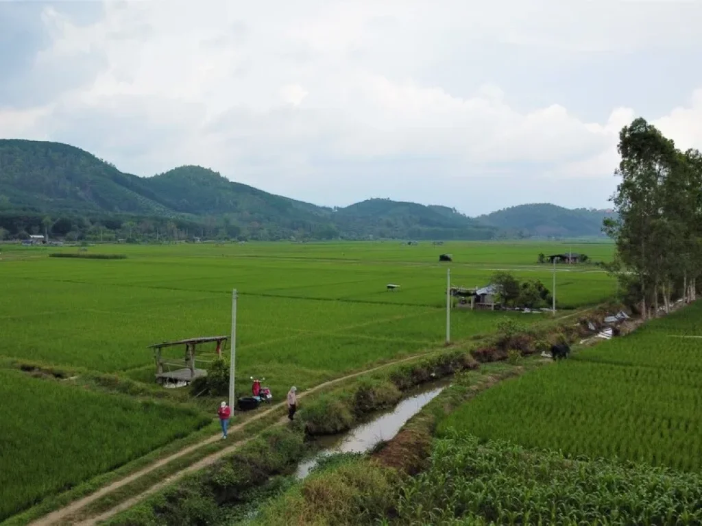 ขายที่ดิน ที่นา มีไฟฟ้า เวียงป่าเป้า แม่ขะจาน เชียงราย วิวดอย เกือบ 2 ไร่ ราคาไม่ถึงล้าน