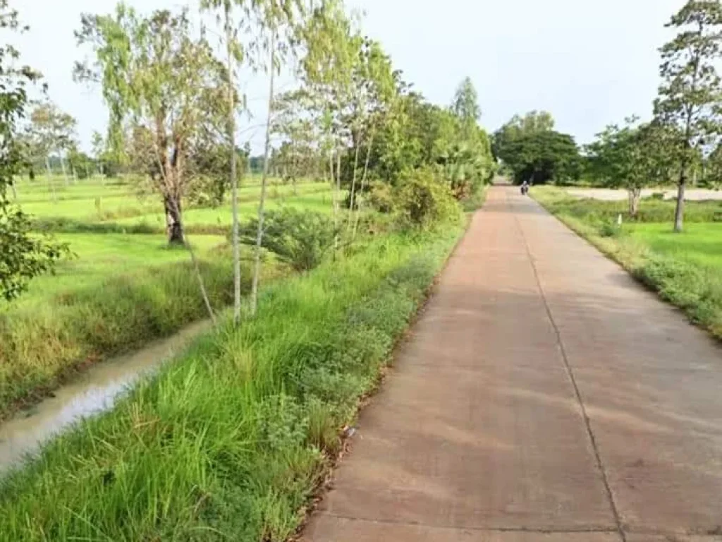 ที่ดินพร้อมลานตากพืชผลการเกษตร ติดถนน วิวสวย อนางรอง บุรีรัมย์