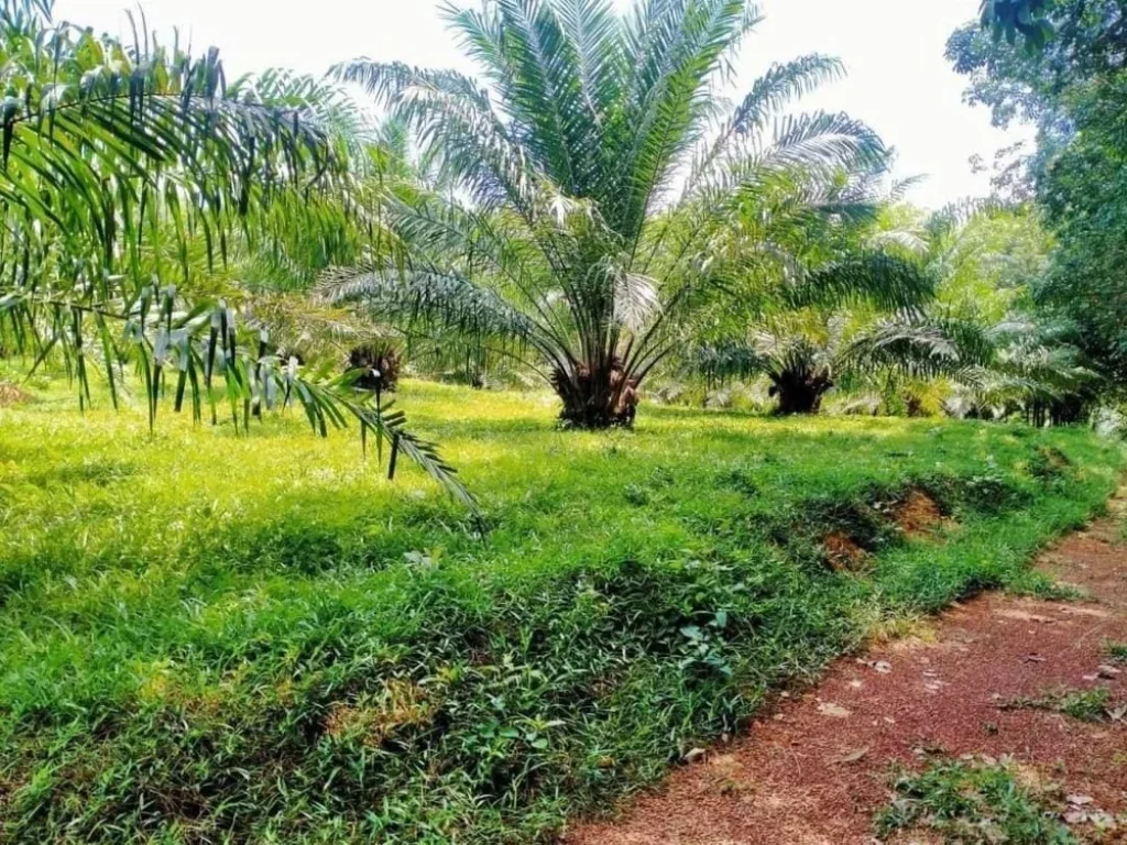 ขายที่ดิน 3 ไร่ บ้านทองหลาง ใกล้เสม็ดนางชี อตะกั่วทุ่ง พังงา