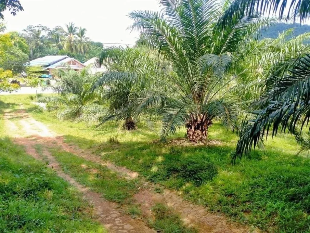 ขายที่ดิน 3 ไร่ บ้านทองหลาง ใกล้เสม็ดนางชี อตะกั่วทุ่ง พังงา