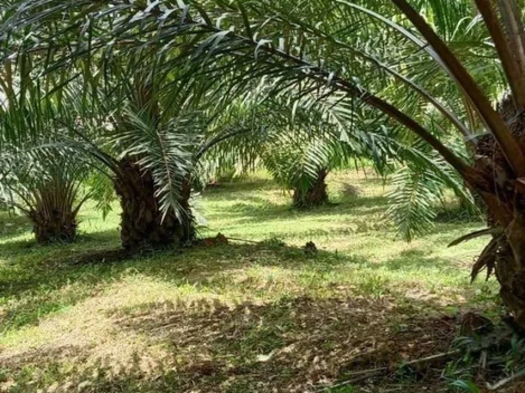 ขายที่ดิน 3 ไร่ บ้านทองหลาง ใกล้เสม็ดนางชี อตะกั่วทุ่ง พังงา