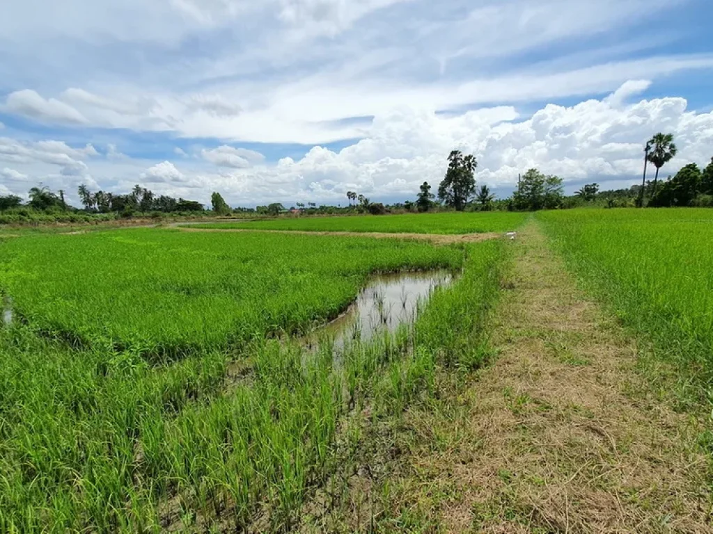 วิวธรรมชาติแบบท้องทุ่งนา ติดราดยาง 2 เลนน์ ได้ฟรีเขตรถไฟครอบครอง ติดคลองชล 2ไร่368ตารางวา