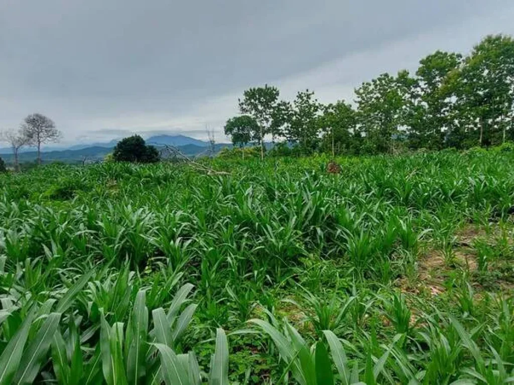 ขายที่ดินเนินสวย ด้านหน้าวิวทุ่งนา ด้านหลังวิวป่าเขา