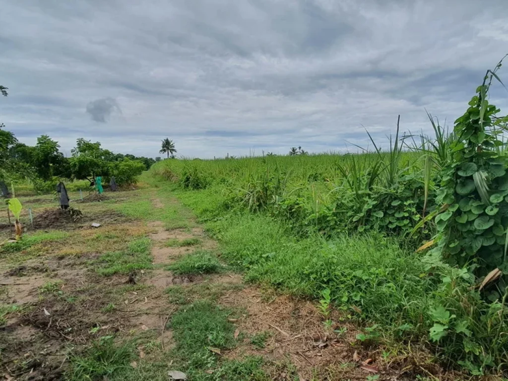 ทำเลดีเหมาะสำหรับทำหมู่บ้านจัดสรร ที่ดินถมทั้งแปลงติดทางสาธารณะ ติดคลองส่งน้ำ ใกล้ด่านเก็บเงินมอเตอร์เวย์ 3ไร่ 2 งาน