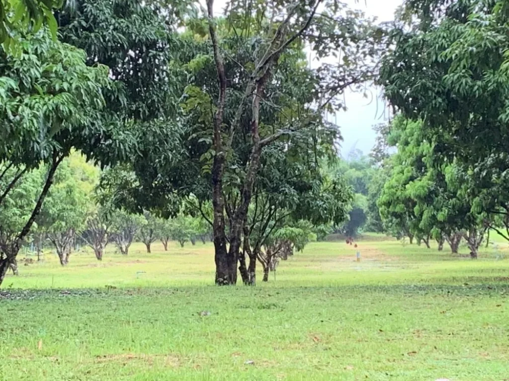 ขายบ้านพร้อมที่่ดินใกล้เเม่น้ำโขง บรรยากาศดีมาก เหมาะสำหรับทำเลธุรกิจหรือซื้อเพื่อพักผ่อน