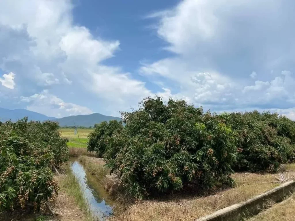 ขายที่สวนลำใยบ้านแช่แลแม่แตงวิวดอยติดคลองชลประทานพร้อมโอน