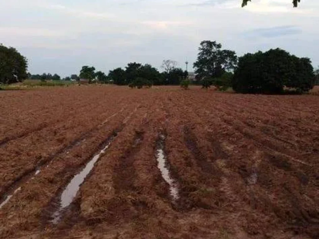 ขายที่ดินสวยติดถนนชัยภูมิ-สีคิ้วขายที่ดินสวยติดถนนชัยภูมิ-สีคิ้ว